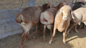 #арашанские_овцы #гиссар #анваррустемов #бараны #овцы #