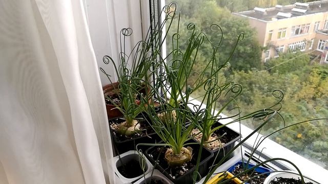 Лес из альбуки спиралис смотреть онлайн