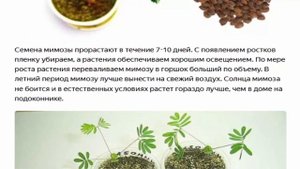 Альбиция ленкоранская  Или акация ленкоранская
