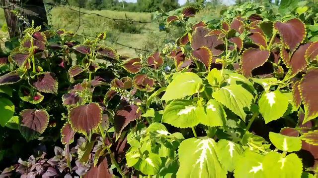 Coleus taxonomy and growing tips!