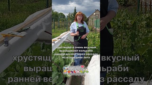 Когда сажать капусту кольраби?