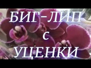 Обзор свежих орхидей, лилий и других комнатных растений