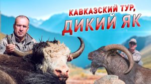 Трофейная охота в Карачаево-Черкесии. Кавказский тур, Дикий як