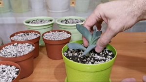 Крассула серповидная. Комнатные растения. Суккуленты.