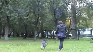 Дрессировка собак ЗКС Берта 3