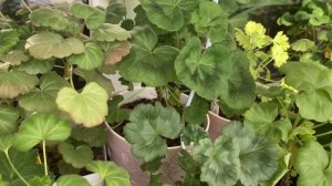 Все, что нужно пеларгониям!