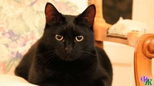 Сатана 5 «Как ты могла такое обо мне подумать?» – кот с обидой посмотрел на хозяйку и ушёл из дома