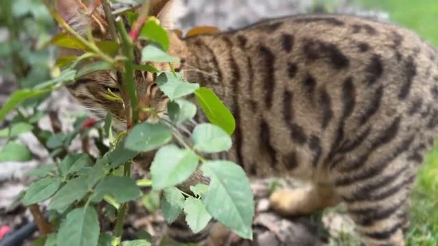 Котенок Тайсон и Розы смотреть онлайн