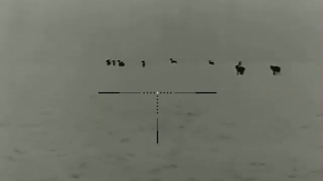 Косули. iray sct 35. смотреть онлайн