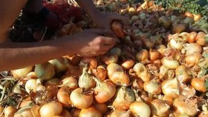 Уборка, лук на перо Штутгартен из севка 2017