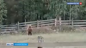 В Бурзянском районе вышедшего к людям медведя сняли на видео