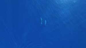Sounds of the sea and dolphins without music (63 minut) - Звуки океана и дельфинов без музыки (1час