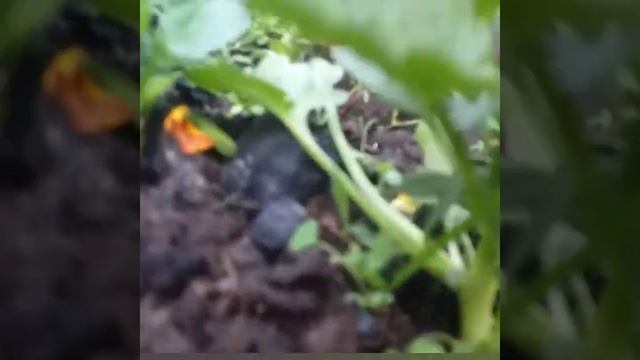 Боже, храни Россию??? Да ,обо всем:-..разговор с котиками..про ливень!.. смотреть онлайн