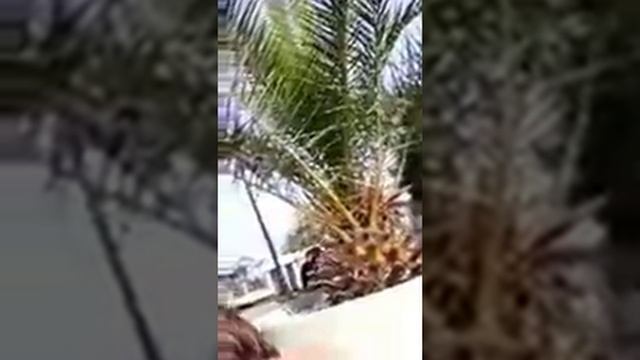 Адлер. Пляж "Мандарин" Снимаем с  квадракоптера. Бронирование жилья в Адлере: +79182070046