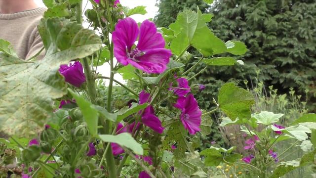Groot Kaasjeskruid (Malva sylvestris) Common Mallow смотреть онлайн