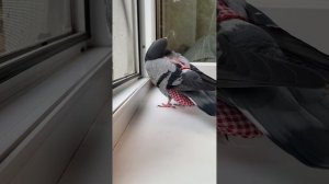Голубь издает звуки
