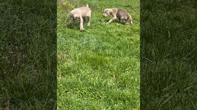 Rowan’s Weimaraner puppies April 2023