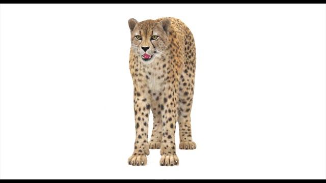 Cheetah Furry 3D Model for Download