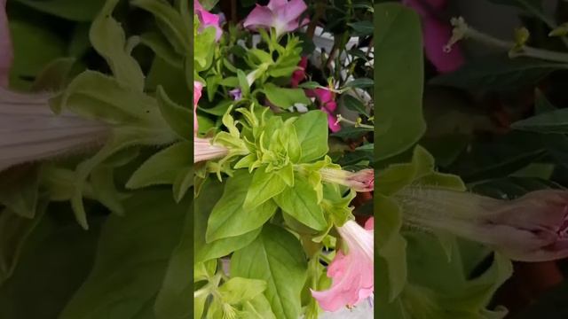 Garden Petunia | Petunia Atkinsiana | How To Take Care Of  A Garden Petunia