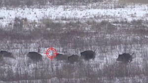 Охота на ЛИСУ с МАНКОМ. 15 января 2017г.