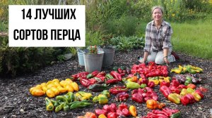 Урожай перца, который будет кормить нас целый год!