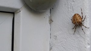 Бомба какой огромный, ядовитый паук с крестом на спине ползёт по стене котеджа