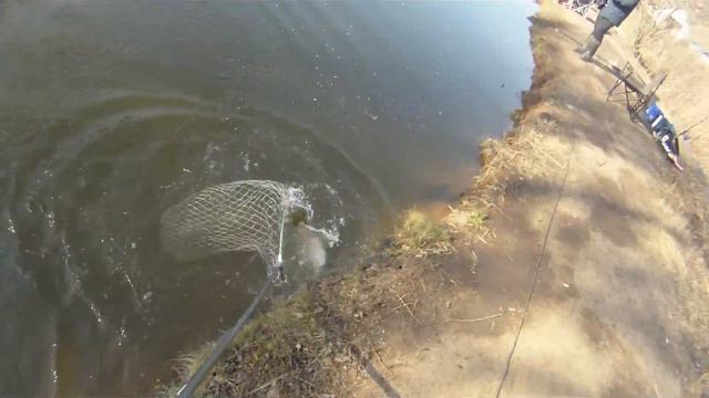 Мисайлово Trout 2 28 03 2020 спиннинг FOG702EXL до 12 гр смотреть онлайн