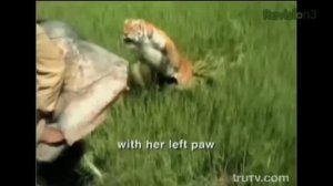 Охота на тигра-людоеда!!! Реальное нападение!!! Tiger vs Men