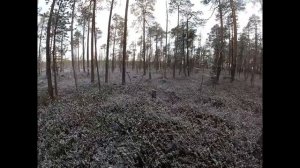 ОХОТА НА МЕДВЕДЯ! НАШЕЛ БЕРЛОГУ РЯДОМ С ПРИВАДОЙ! ЕСТЬ ЛИ ВНУТРИ МЕДВЕДЬ!?