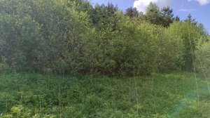 Пчеловодство. Роеловство.Пасека на халяву.Как ловлю бродячие рои.Развесил 20 ловушек на пчёл в лесу