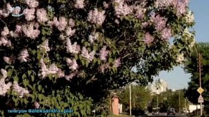 Белая сирень