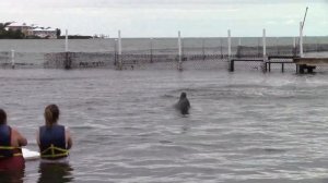 Tursi and Summer's Backdives - Dolphin Research Center - March 25, 2022