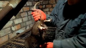 Нутрии .Кто ты? Самец или самка? Как определить пол нутрий.