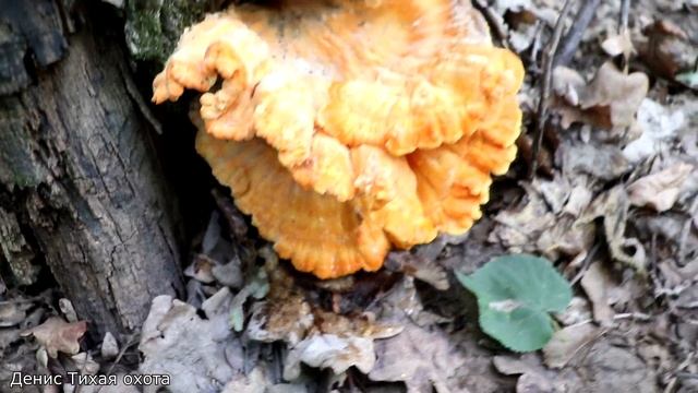Трутовик серно жёлтый печёночница и коллибия широкопластинчатая
