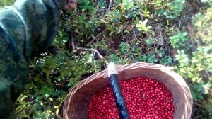 сбор брусники