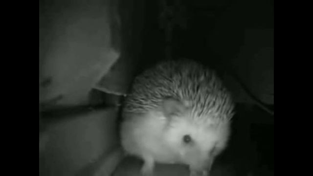 Ёжик чихает (оригинал) (МЕМ 2021) смотреть онлайн