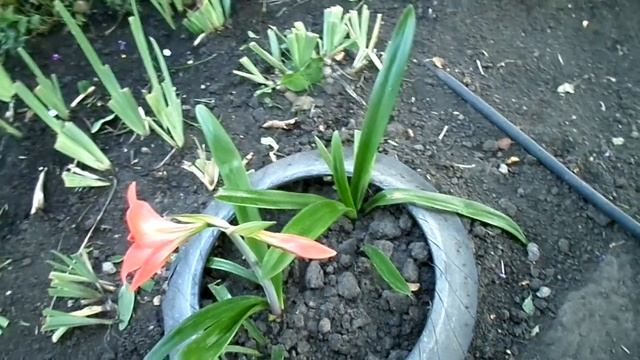Мои комнатные цветы часть 3 гиппеаструм и амаралис в открытом грунте, газон, кот Марсик. смотреть онлайн