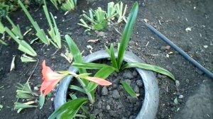 Мои комнатные цветы часть 3 гиппеаструм и амаралис в открытом грунте, газон, кот Марсик.