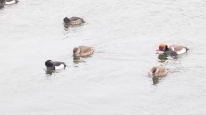Зимующие водоплавающие птицы