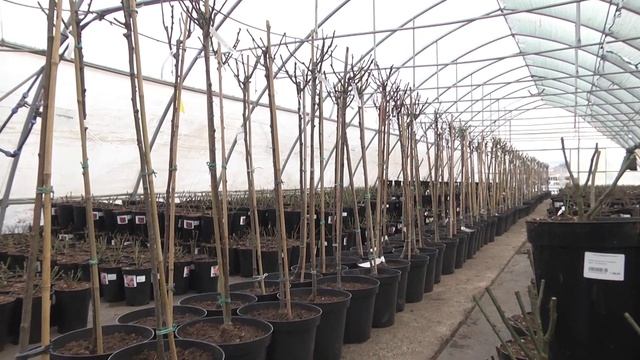 Садовый центр готовится к открытию смотреть онлайн