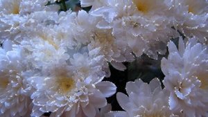 Танго цветов