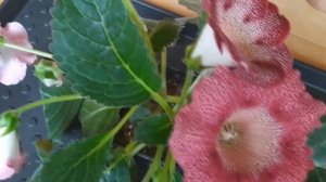 Повторное цветение глоксиний