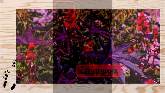 ЗАПРЕЩЕННЫЕ РАСТЕНИЯ для ШИНШИЛЛ которые НЕ годятся для кормления! смотреть онлайн