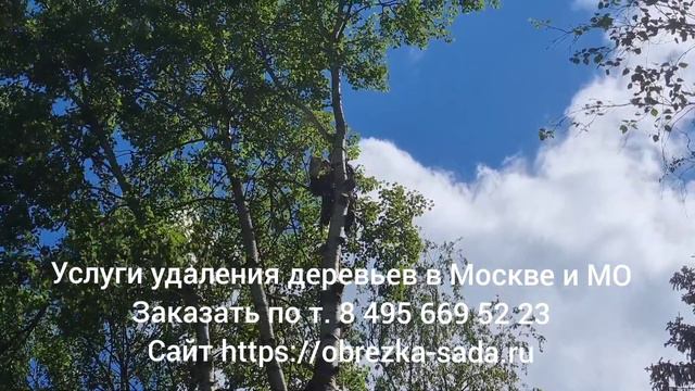 Услуги удаления деревьев на участках Москвы и МО. Заказать выезд арбористов по т. 8 495 669 52 23