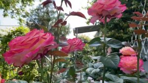 Небольшой уголок сада с розами?✨?✨?Сорта моих роз,  6 июня 2023г