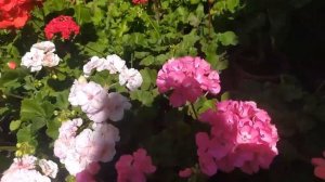 Важная подкормка пеларгоний в стадии бутонизации и цветения, для пышного и продолжительного цветени