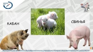 Проект "Родительский университет". Домашние животные и их детёныши