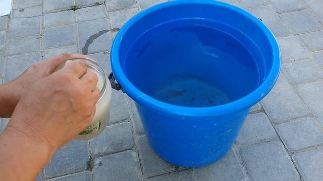 ПОЛЕЙТЕ ЭТИМ ОГУРЦЫ ДЛЯ БЫСТРОГО РОСТА И РАННЕГО УРОЖАЯ И НИ КАКИХ БОЛЕЗНЕЙ