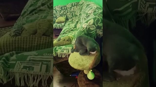 ??Разминка лапок,Моторика Развития когтей??