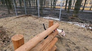 Тренировка амстаффа  на площадке для собак  !